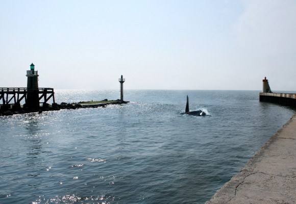 Visite impromptue d'une orque dans le port de Capbreton